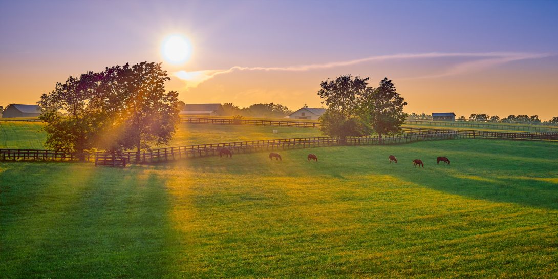 4-common-mistakes-to-avoid-when-buying-horse-farm-insurance-ruhl