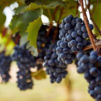 grapes on the vine in a vineyard