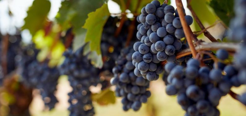 grapes on the vine in a vineyard